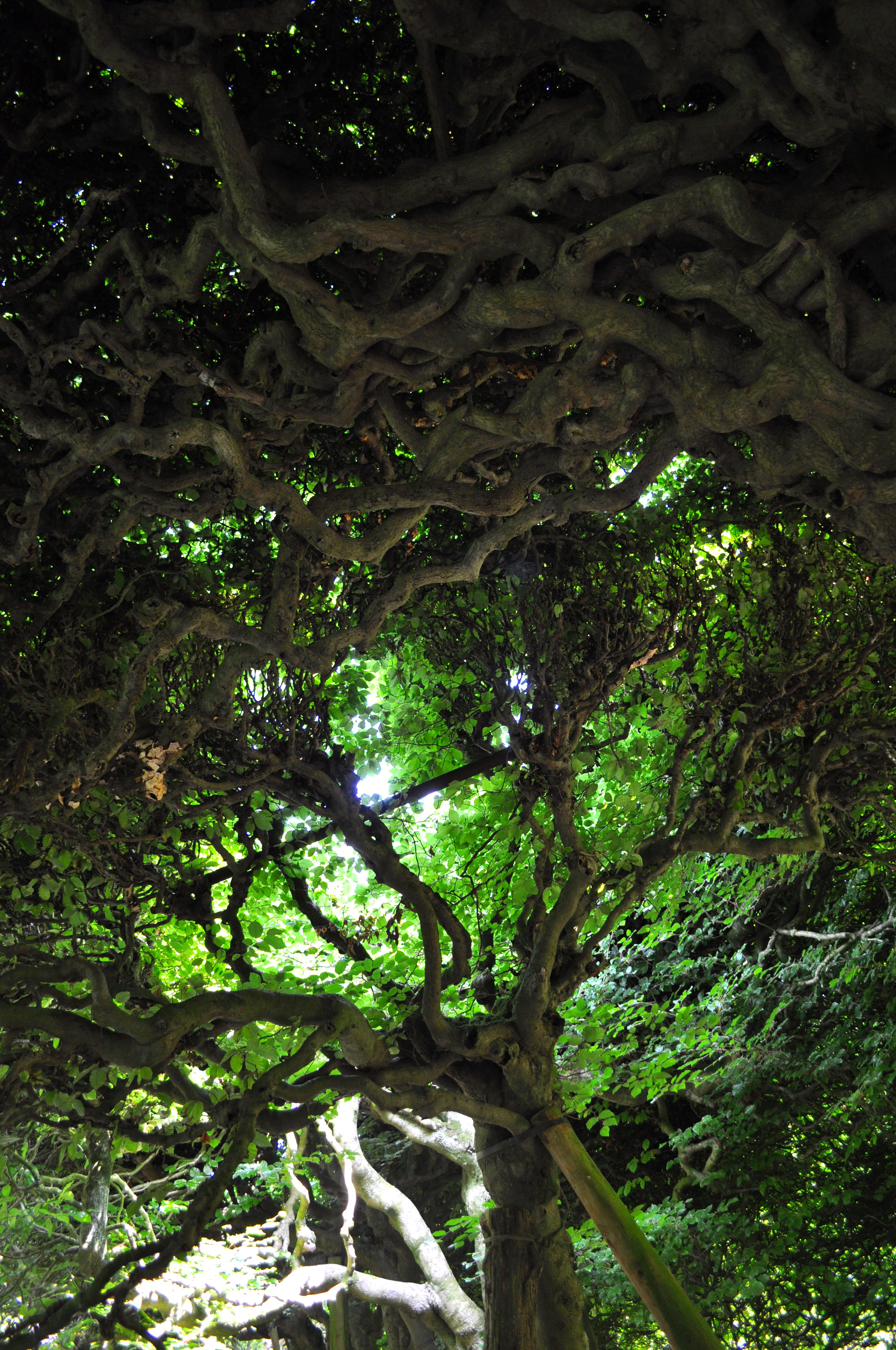 Gnarled Tree Branches