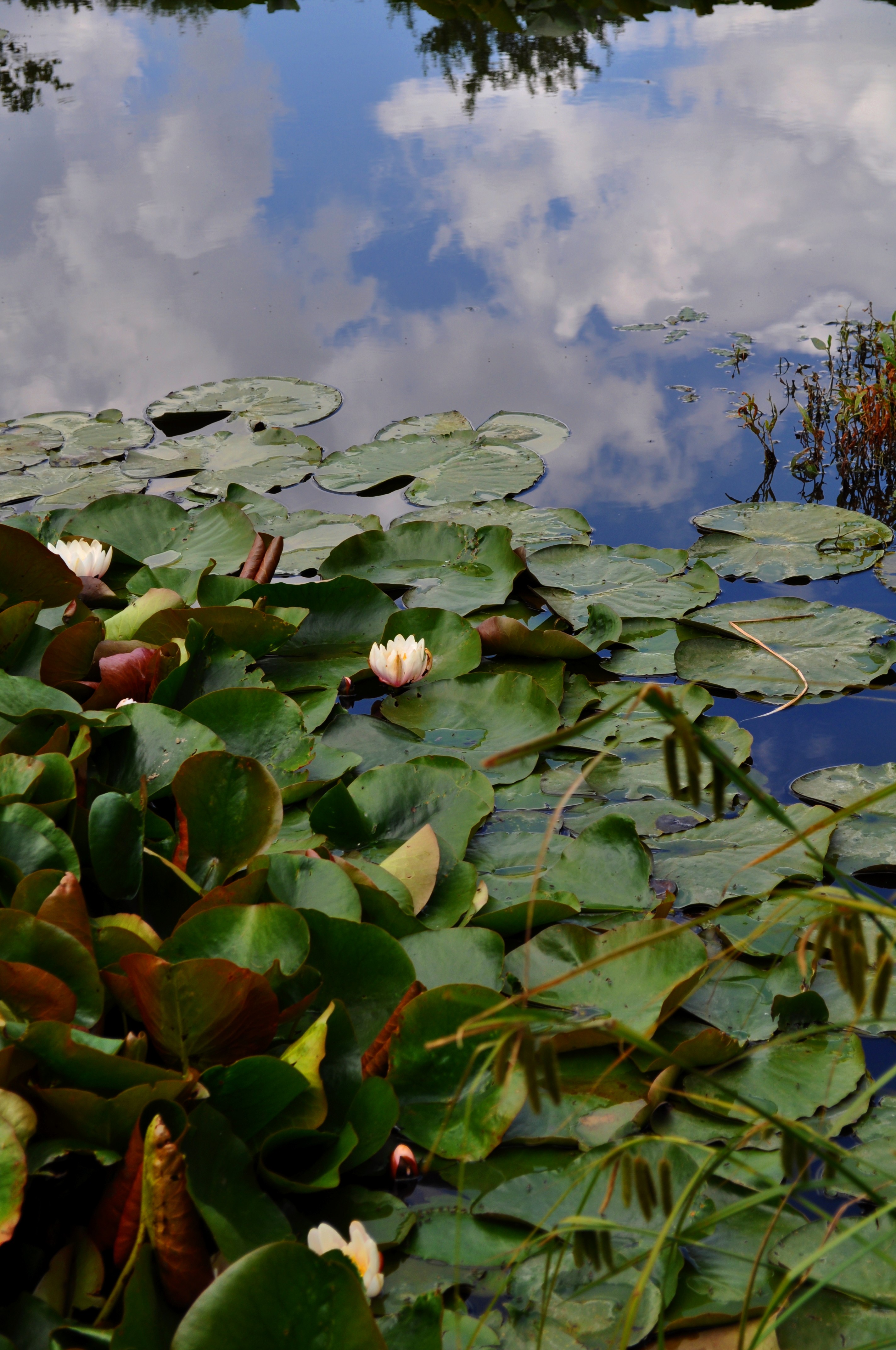 Lilies And Sky