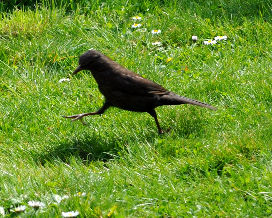 Dancing Blackbird