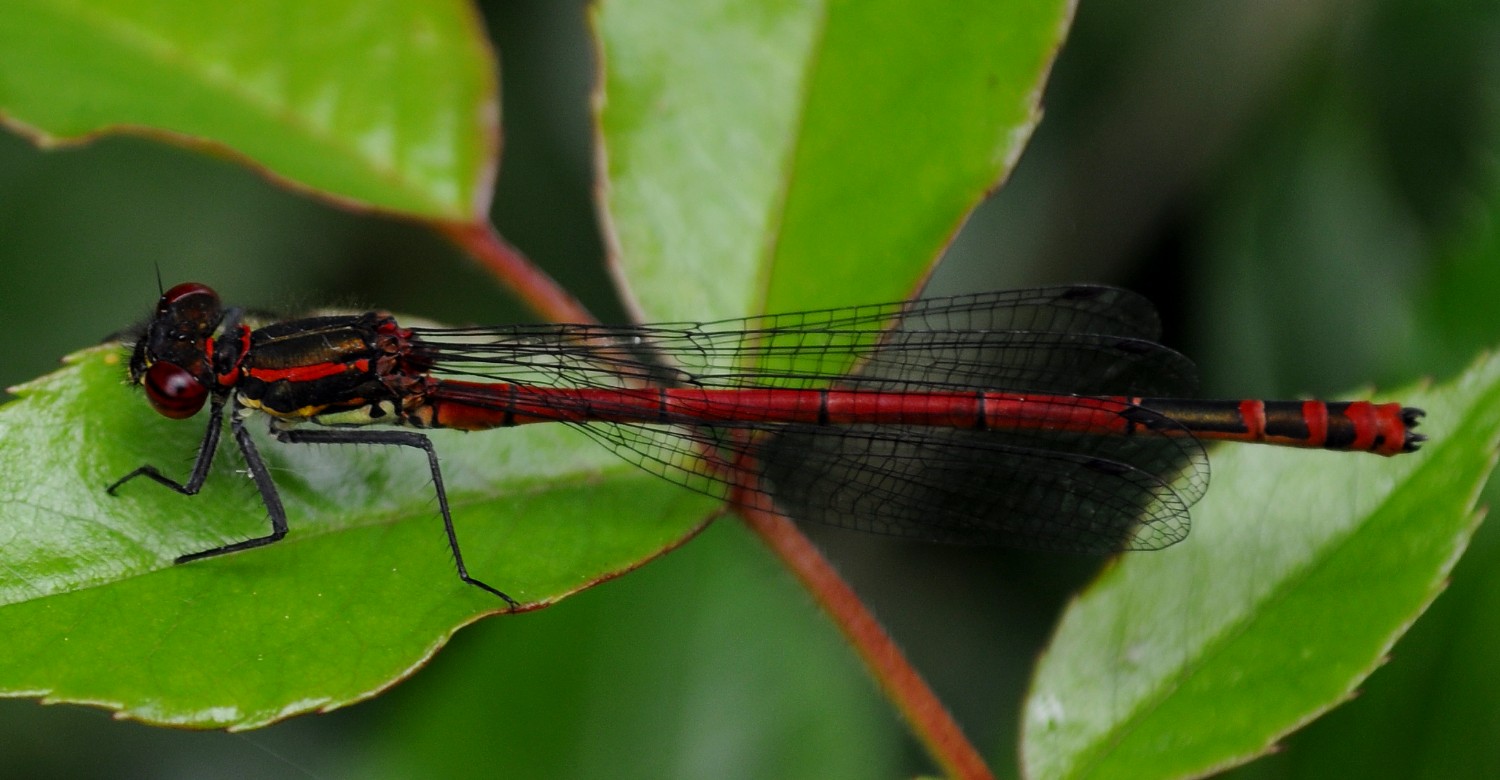 Damselfly