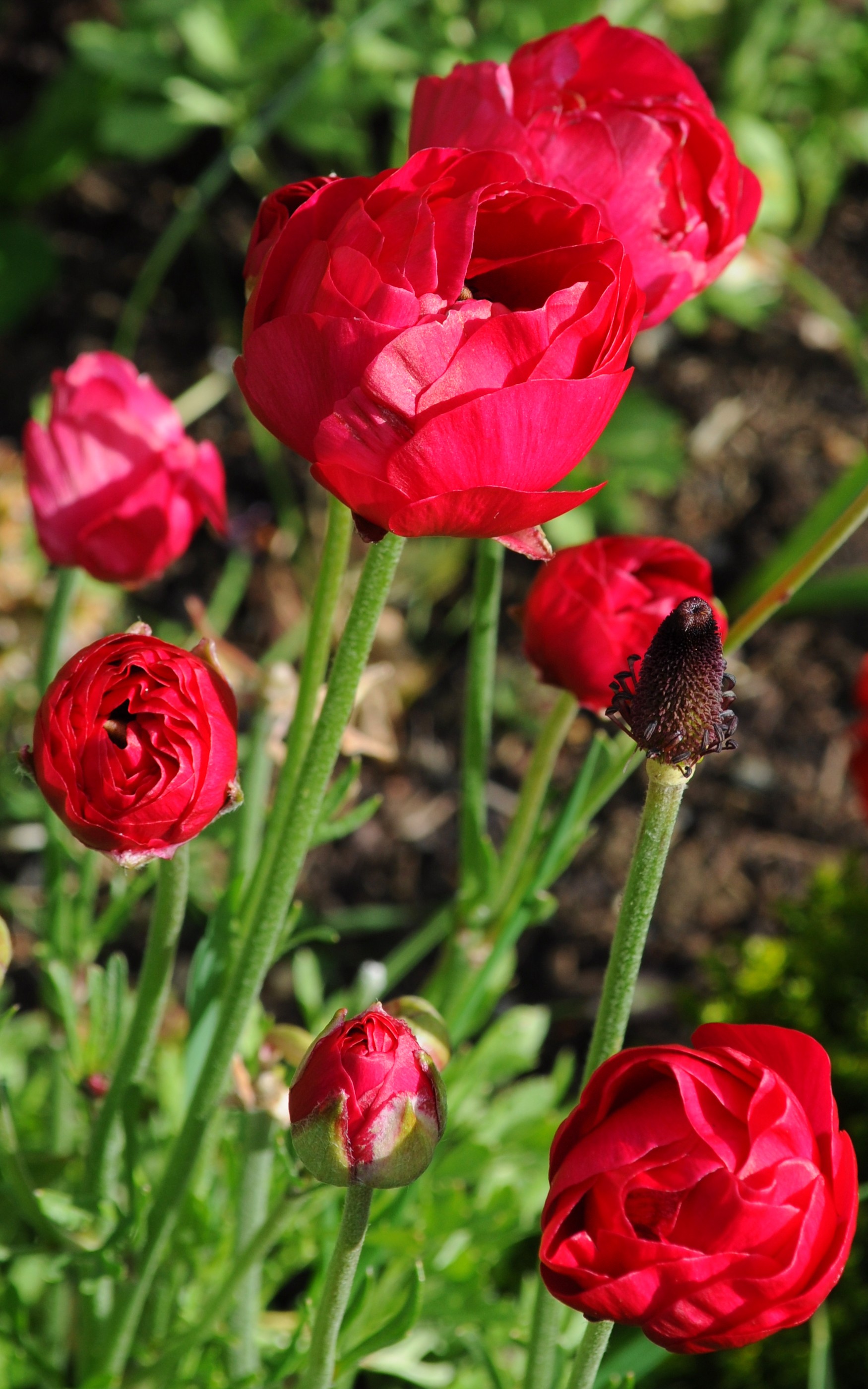 Scarlet Beauties