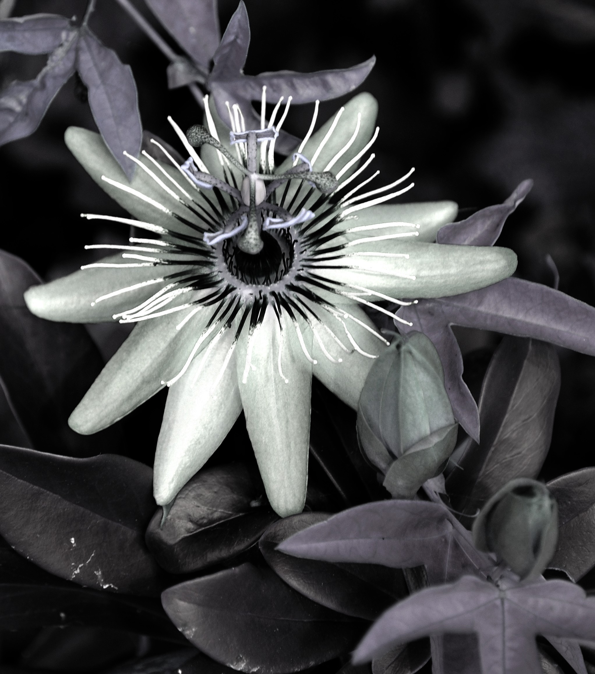 Passion Flower Black And White