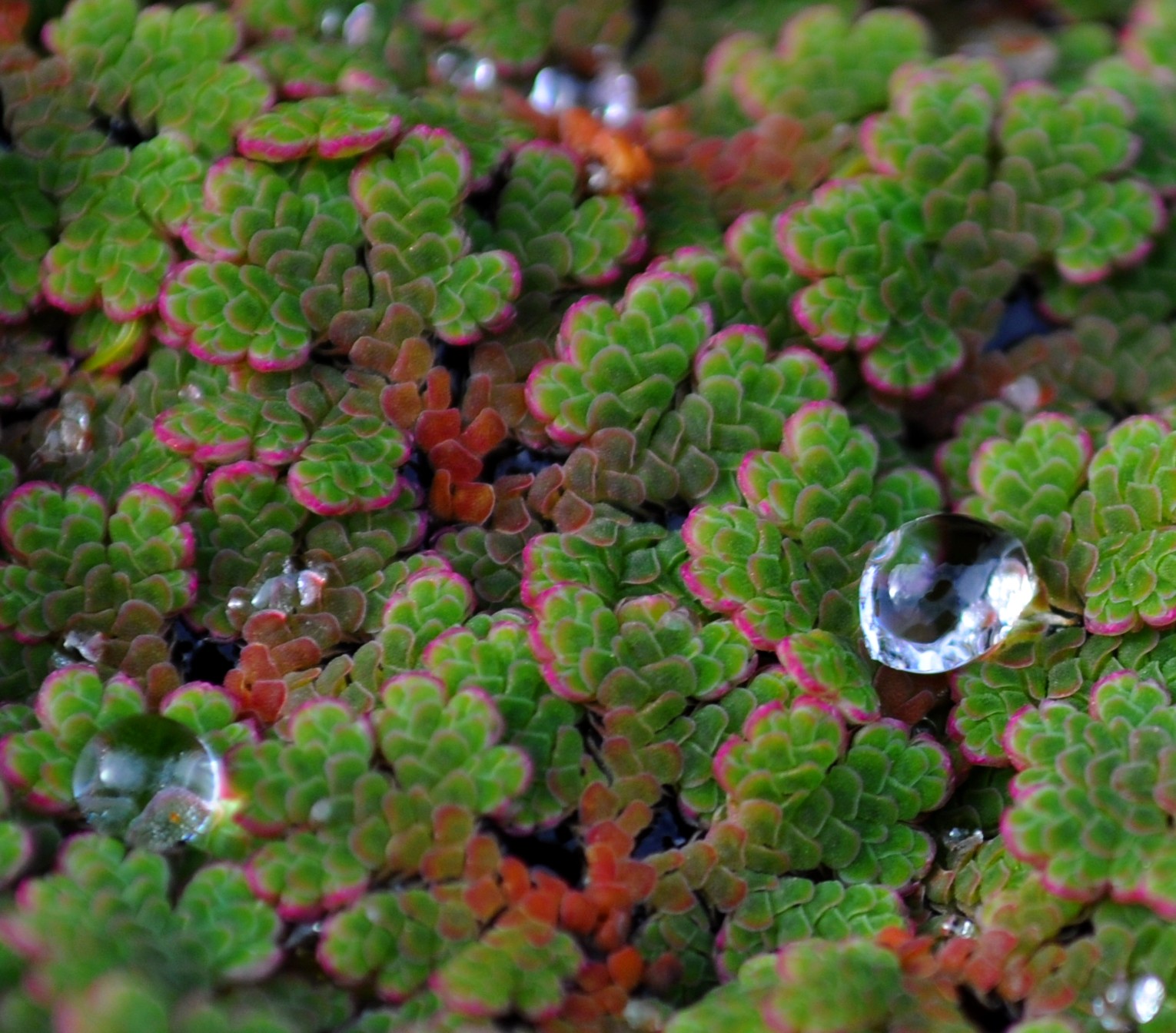 Pond Droplets