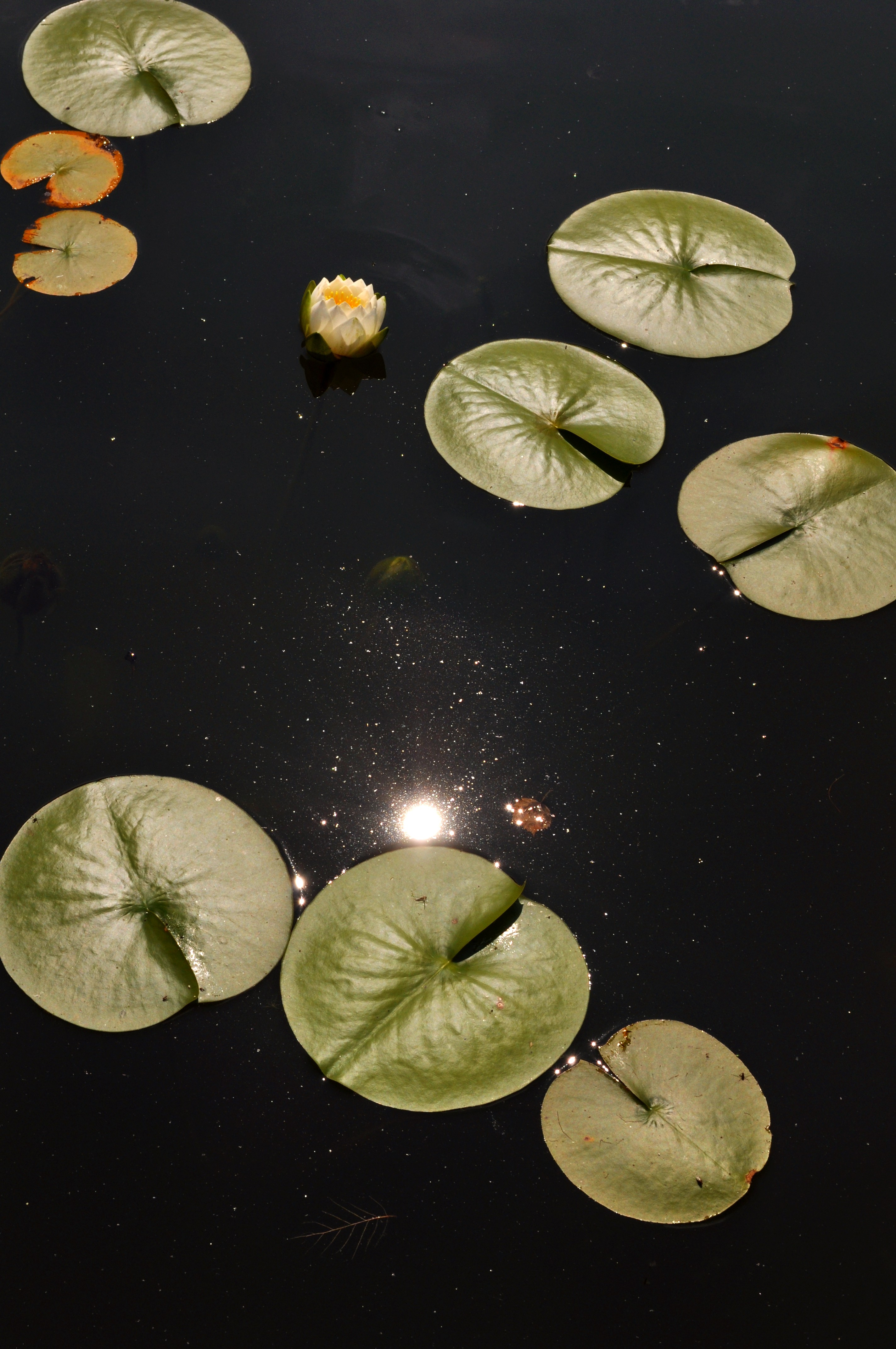 Sun And Lily Pads