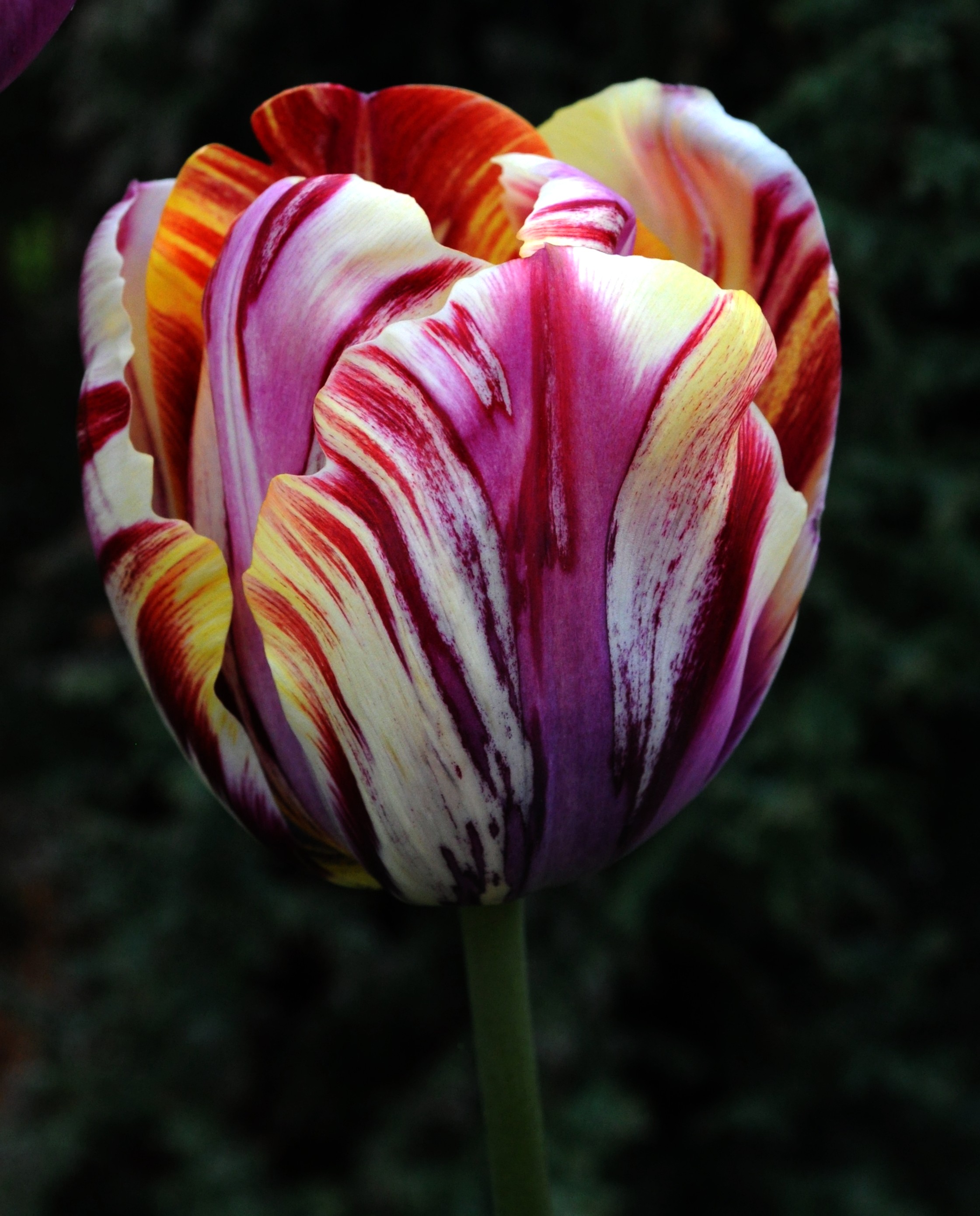 Arty Tulip