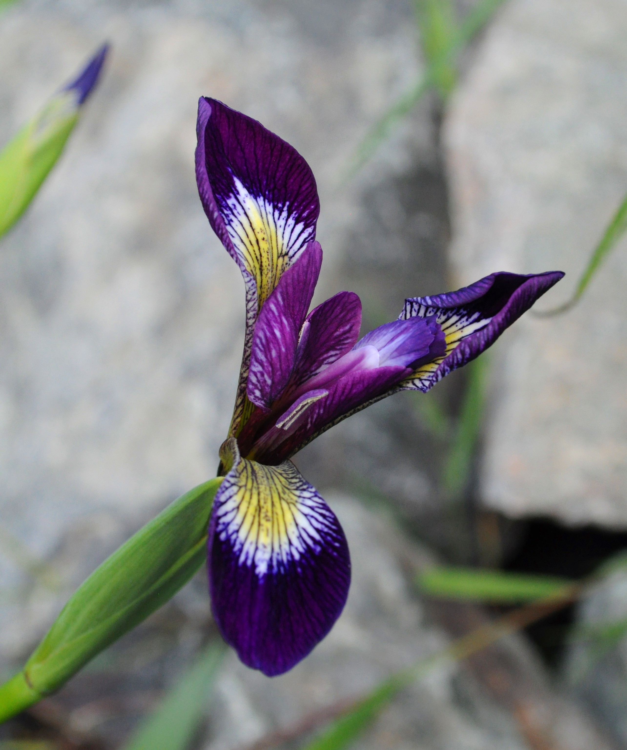 Pond Iris