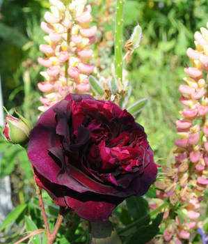 Burgandy Rose