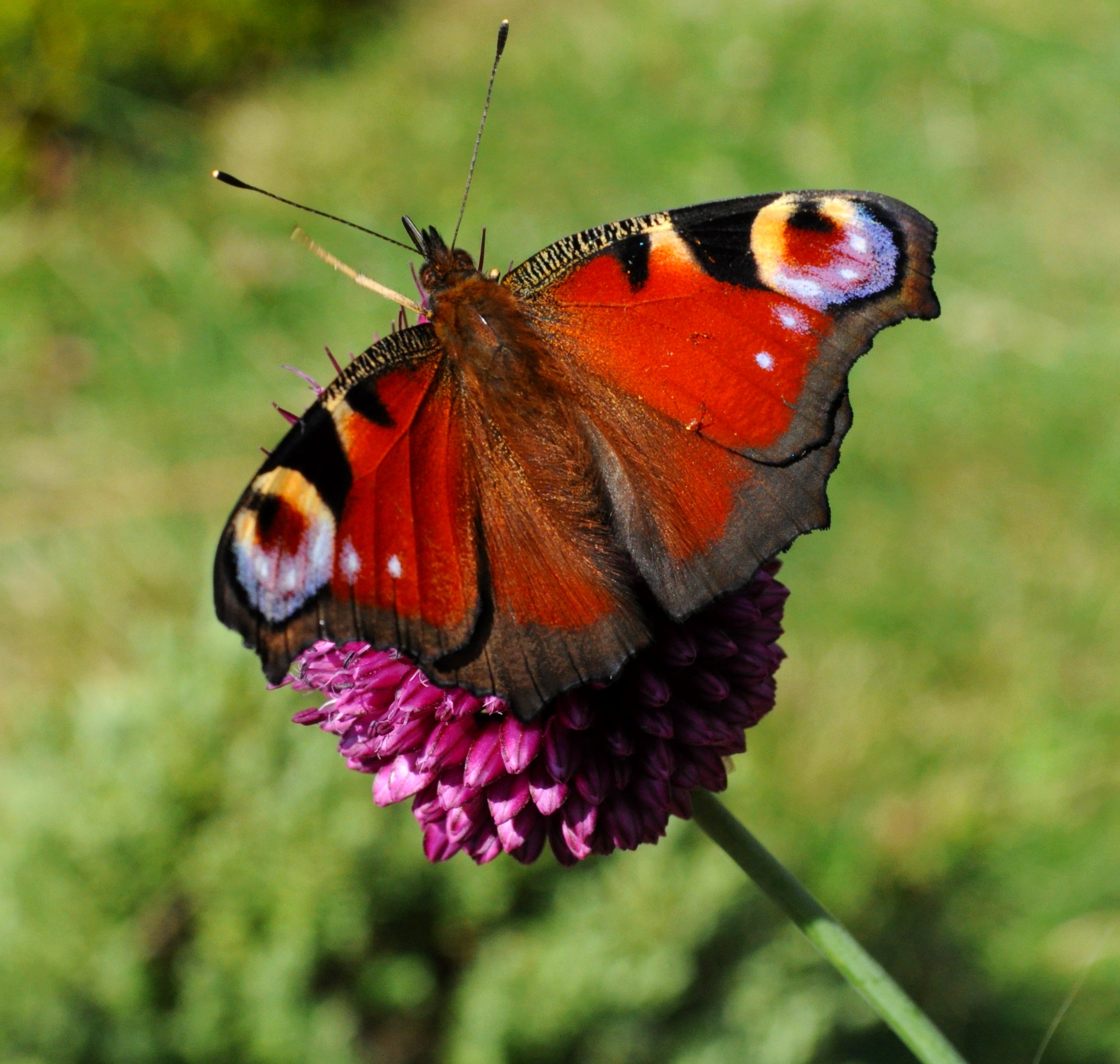 July Butterfly 5