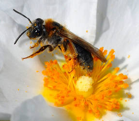 A Pollen Bath