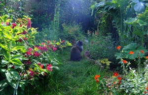 Loki In The Garden