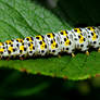 Mullien Moth Caterpillar