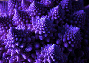Fractal Cauli