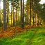 Autumnal Forest