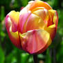 Sweet Tulip 2