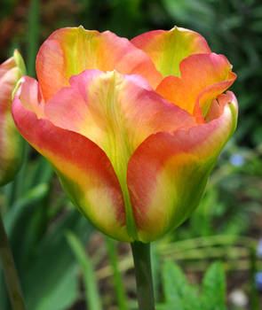 Sweet Tulip
