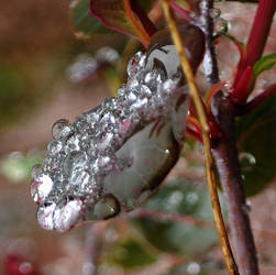 Nature's Jewels