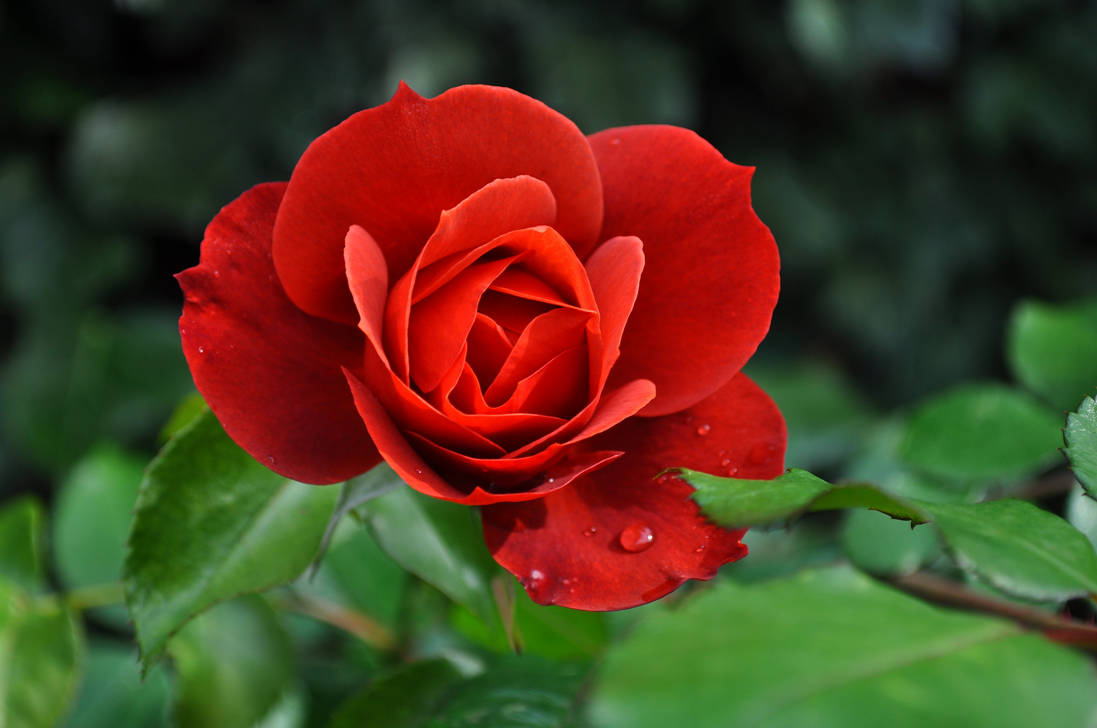 Red September Roses September Rose by Forestina-Fotos on DeviantArt