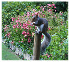 Squirrel On A Post 1