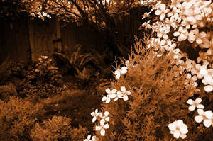 Door To The Secret Garden