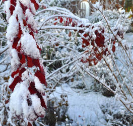 Winter Wonderland