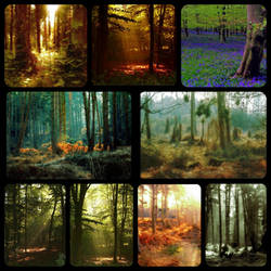Collage - forests