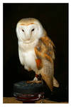 Barn Owl by Forestina-Fotos