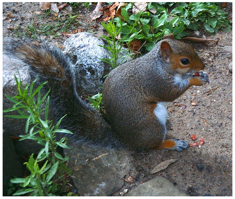 Winter Squirrel