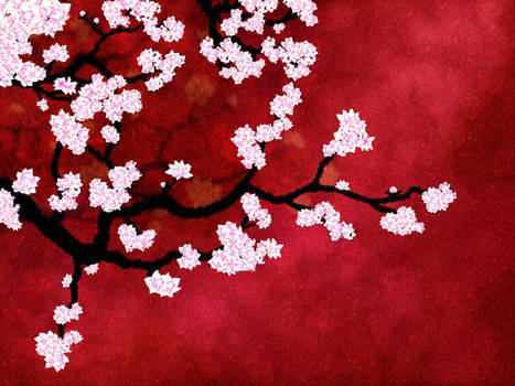 Cherry Blossoms