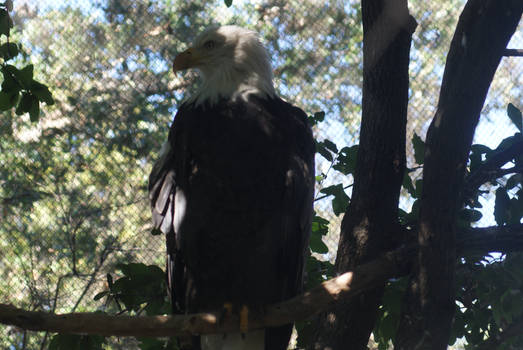 Bald Eagle