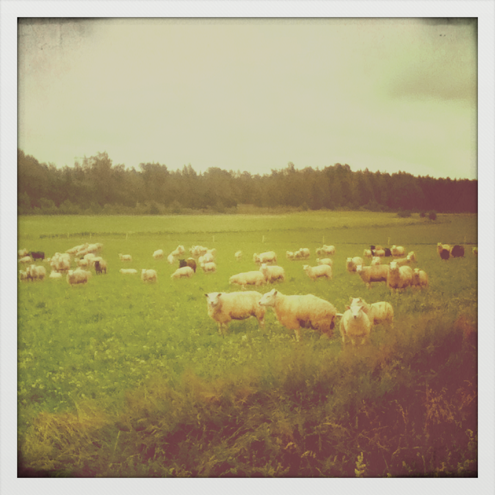 Sheeps