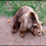 Animals - Brown Bear