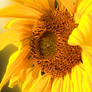 sun flower 3