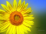 sun flower dof by MadManTnT