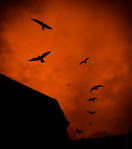Black birds on crimson sky by Igor-Demidov