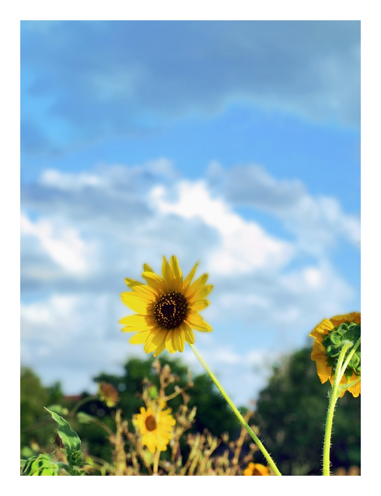 Texas Wildflower