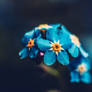 Blu Flower