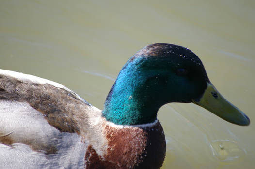 duck26