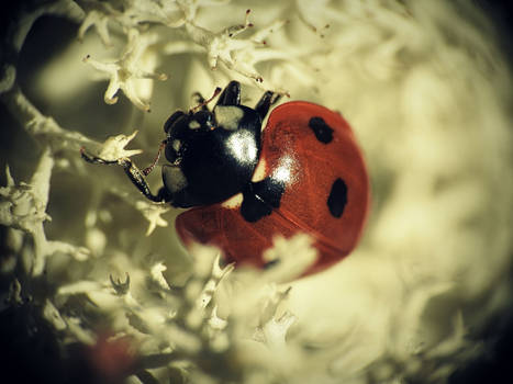 Ladybug