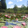 Lily Pond2