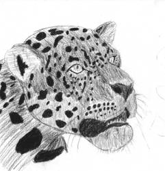 Jaguar Sketch