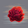 The Rose - Painting 10