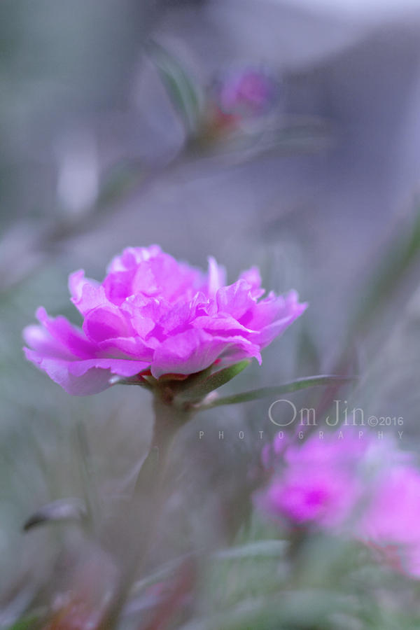 The Ugly Princess by o0oRaijinShuo0o on DeviantArt