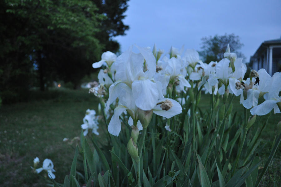 white iris