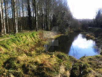 Peaceful Forest River