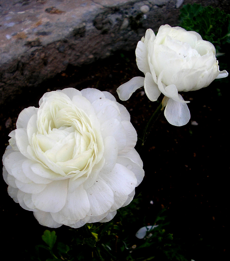 White rose..,,