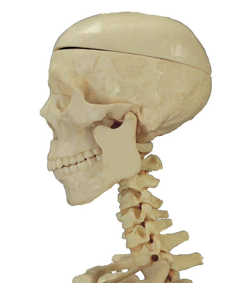 Кость на затылке. Скелет головы и шеи. Скелет человека голова и шея.