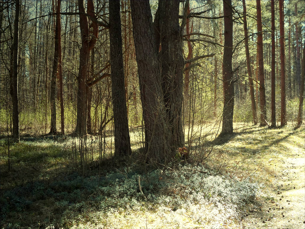 Forest 16 by MASYON Forest 16 by MASYON