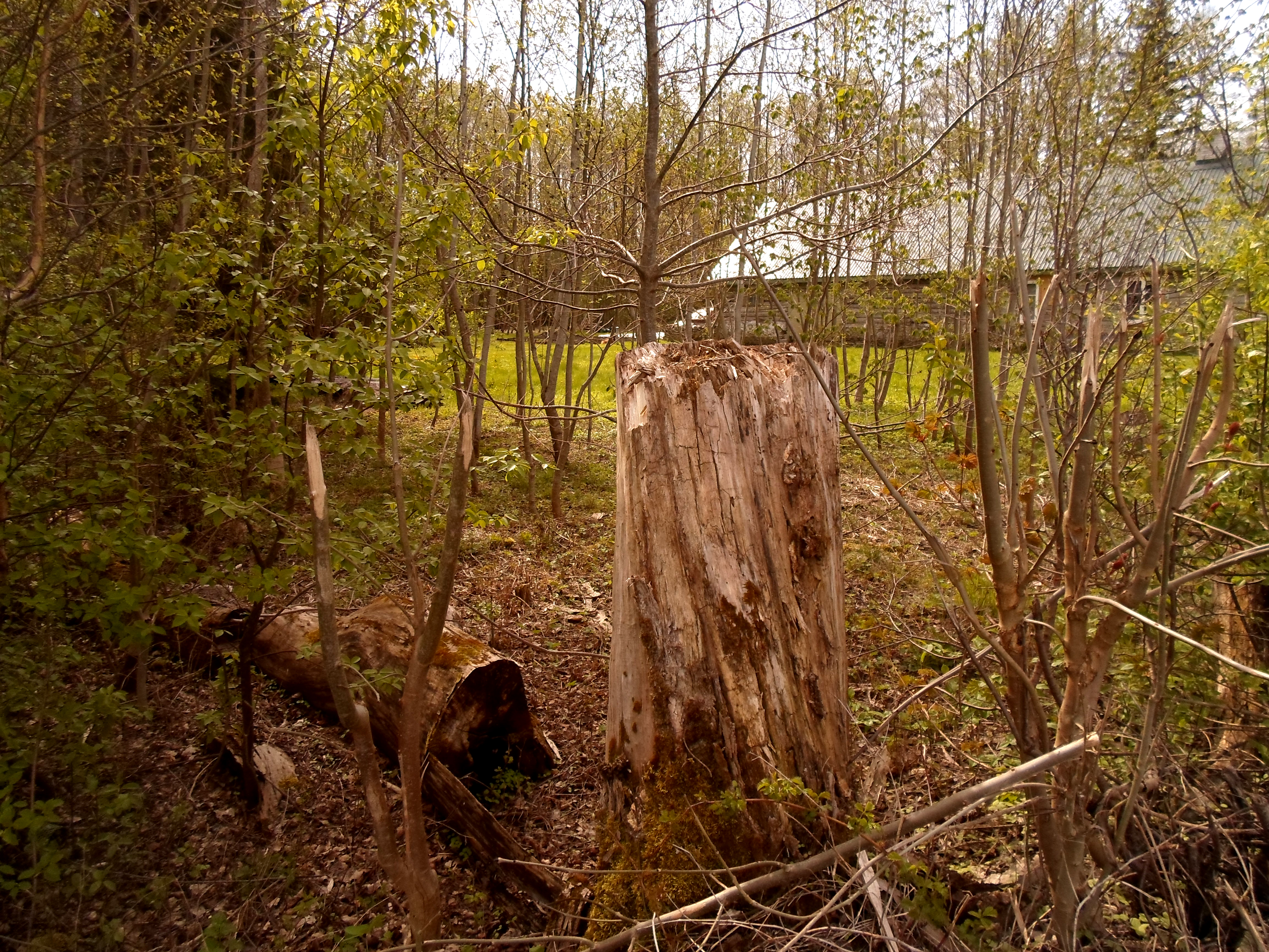 Haapsalu nature 2