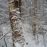 Winter forest 685