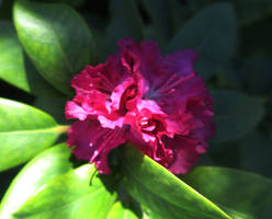 Flower 480